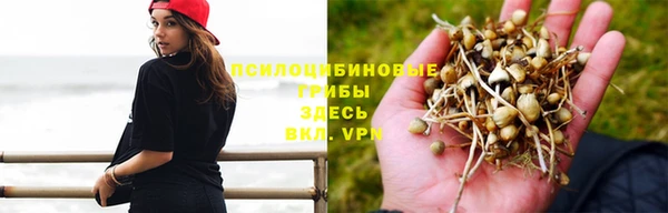 стаф Алзамай