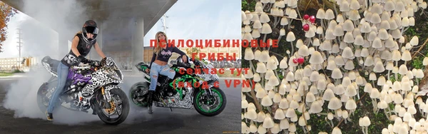стаф Алзамай